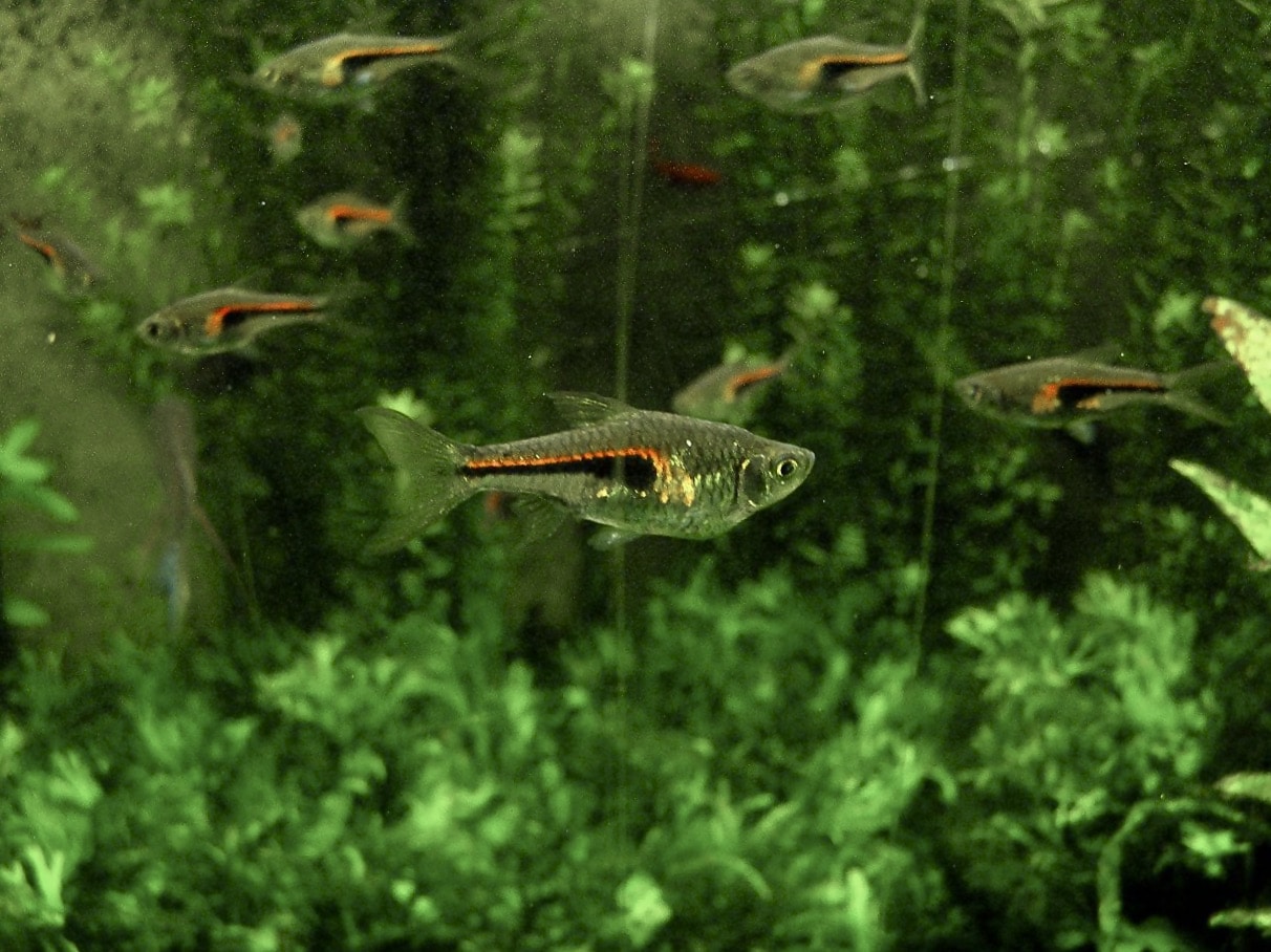 Copper rasbora (Trigonostigma hengeli) school in planted aquarium