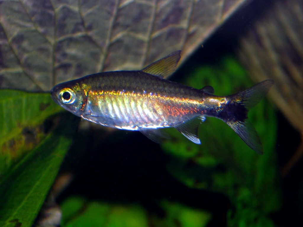 Costello Tetra (Hemigrammus hyanuary) showing iridescent lateral stripe. Photo by Thomnight, CC BY-SA 2.0 DE