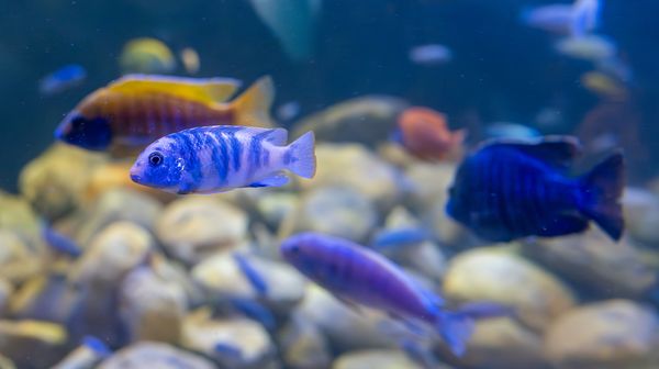 Demasoni Cichlid in aquarium
