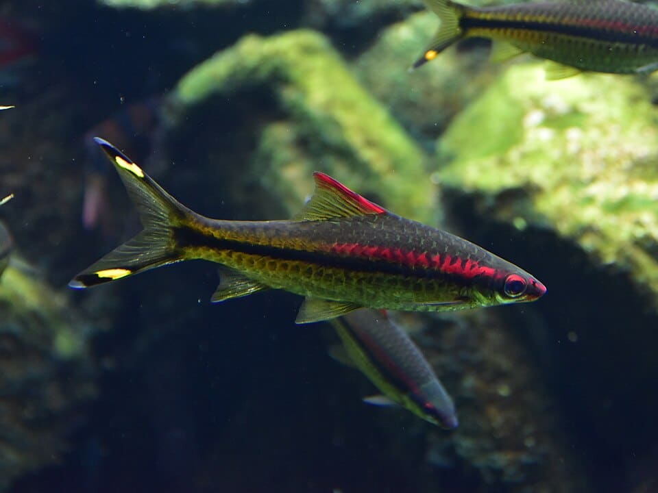 Denison Barb (Sahyadria denisonii) in aquarium