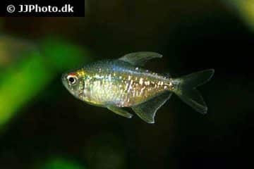 Diamond Tetra Care Guide: Tank Setup, Diet, Tank Mates & More ...