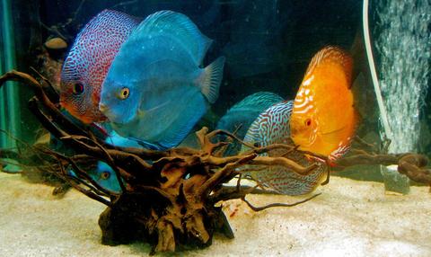 Discus In An Aquarium