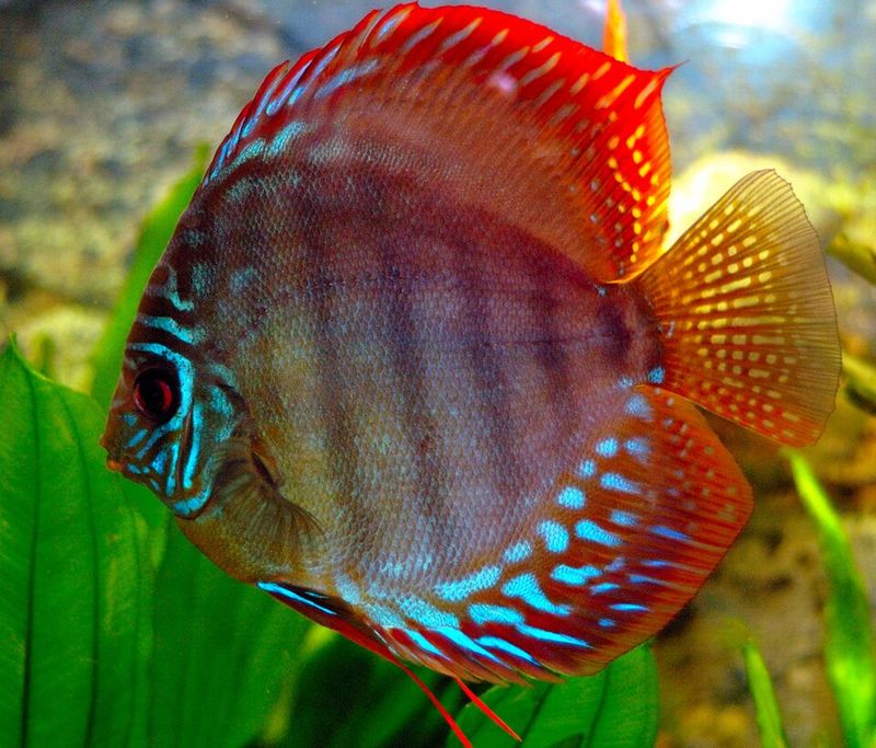 Discus fish (Symphysodon) in an aquarium