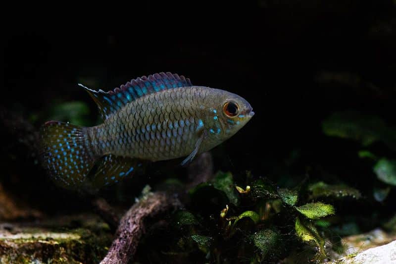 Dwarf flag cichlid (Laetacara curviceps) in an aquarium