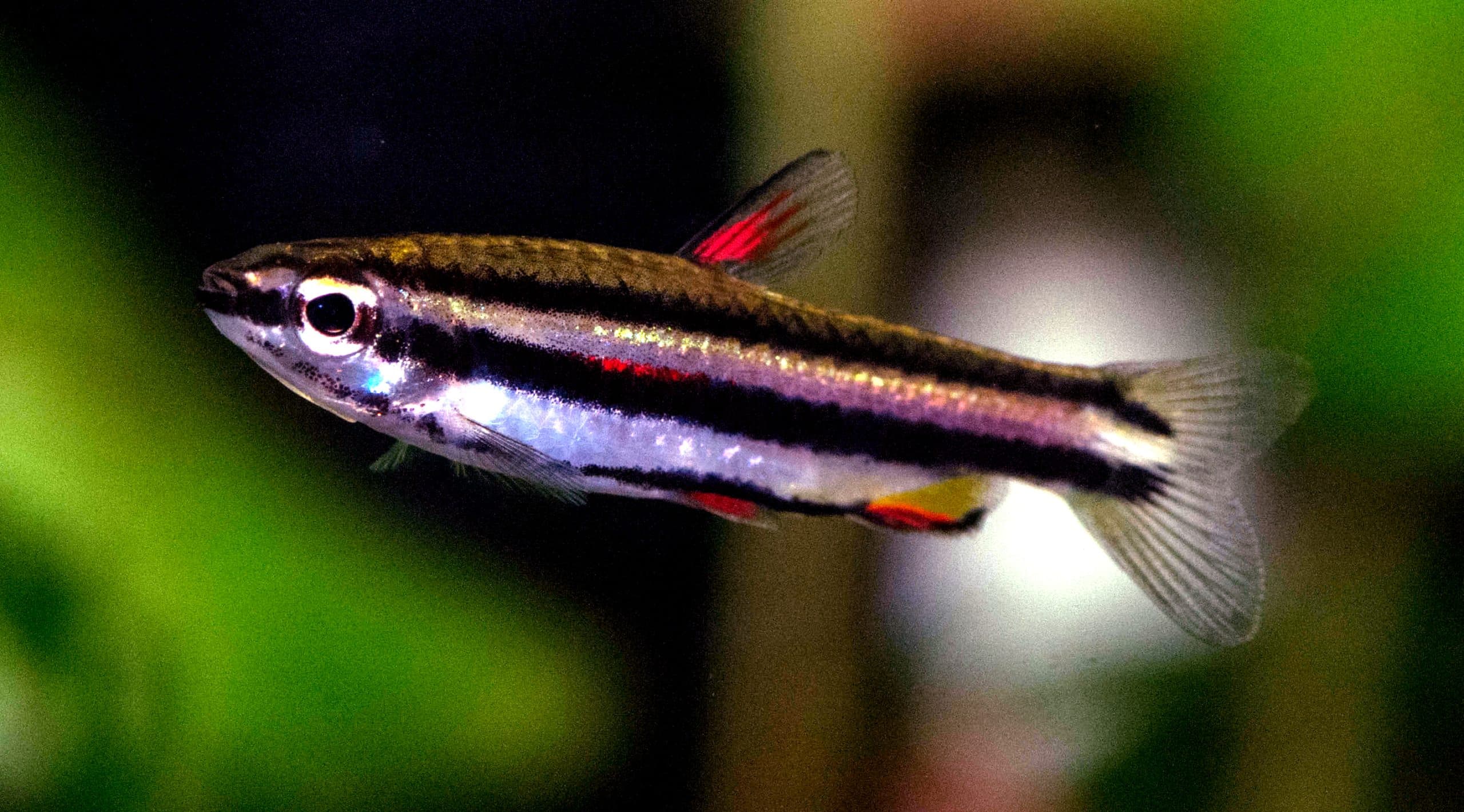 Dwarf Pencilfish (Nannostomus marginatus) showing bold black and red horizontal stripes in an aquarium