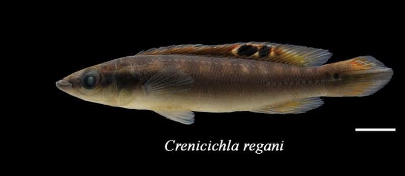 Dwarf pike cichlid (Crenicichla regani)