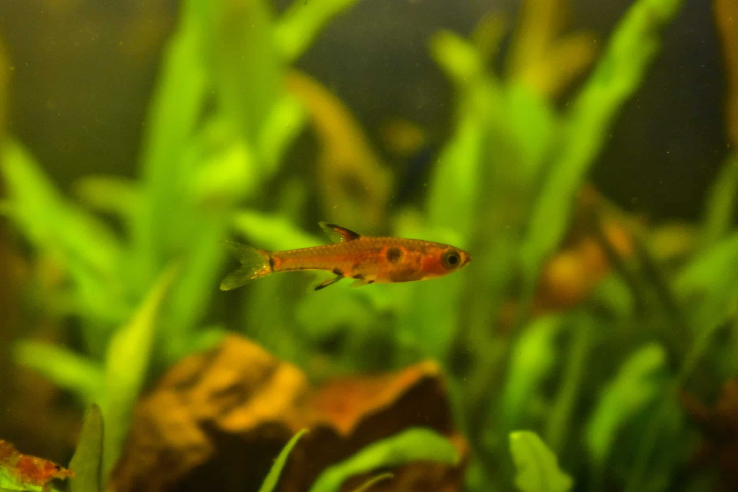 Dwarf rasbora (Boraras maculatus) in planted aquarium