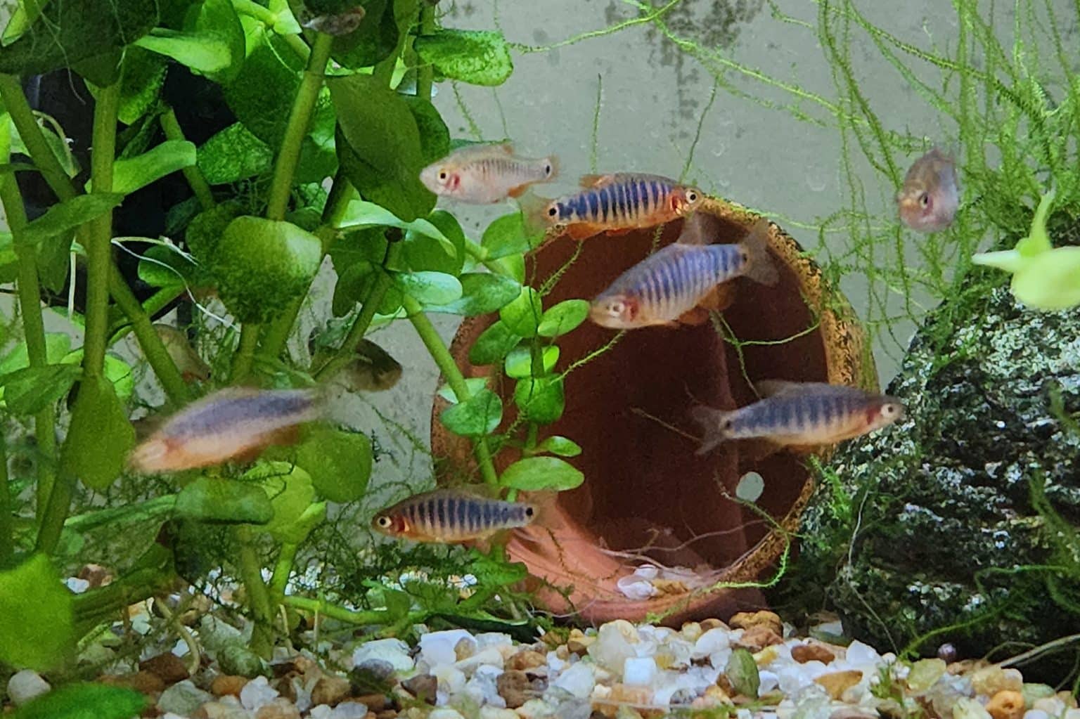 Dwarf Rasboa Emerald Dwarf Rasbora Care Guide: Tank Setup, Diet, Breeding & More ...