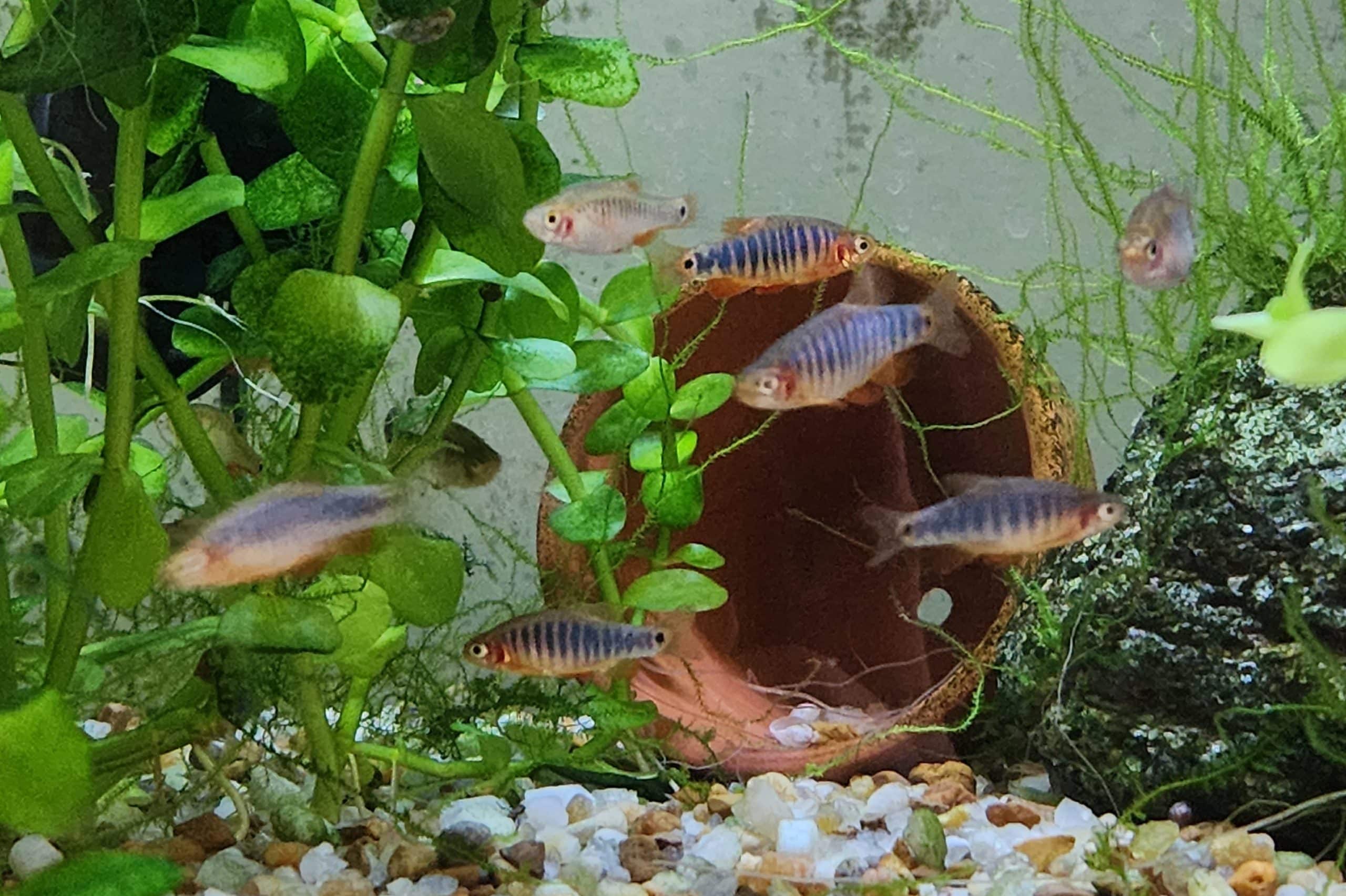 Emerald dwarf rasbora (Celestichthys erythromicron) school showing blue-green vertical banding