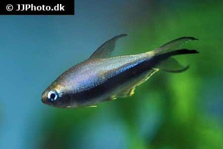 Emperor tetra (Nematobrycon palmeri) showing purple iridescence and trident tail