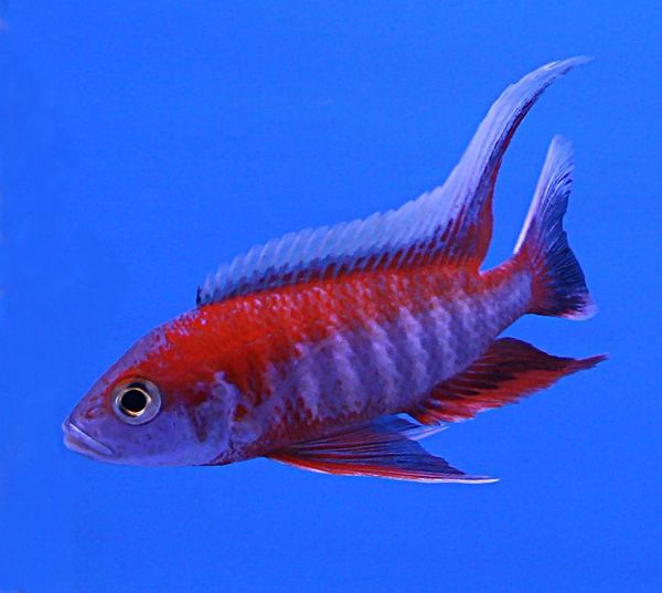 Eureka Red Peacock in aquarium