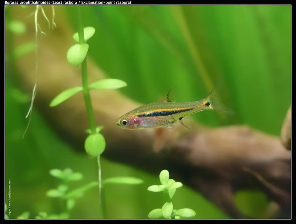 Exclamation point rasbora (Boraras urophthalmoides) in planted aquarium