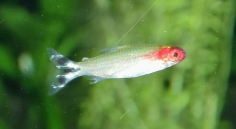 False Rummy Nose Tetra (Petitella georgiae) showing the red head and black-and-white caudal fin pattern