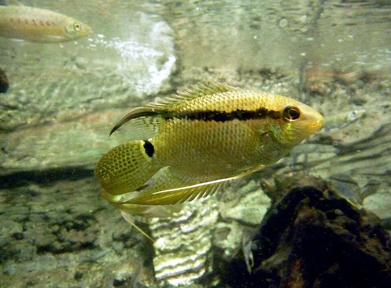 Festivum cichlid (Mesonauta festivus) in an aquarium