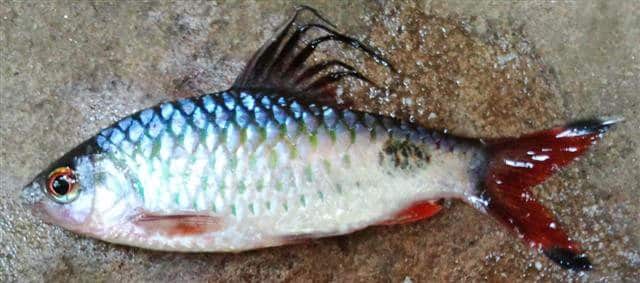 Filament Barb - Dawkinsia filamentosa