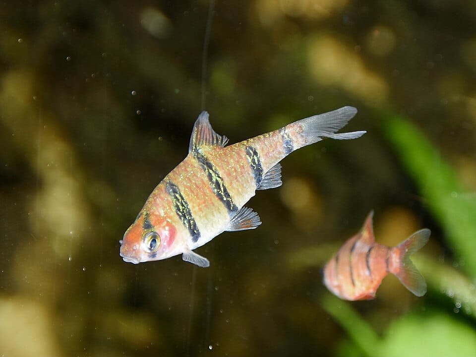 Five-Banded Barb (Desmopuntius pentazona) in aquarium