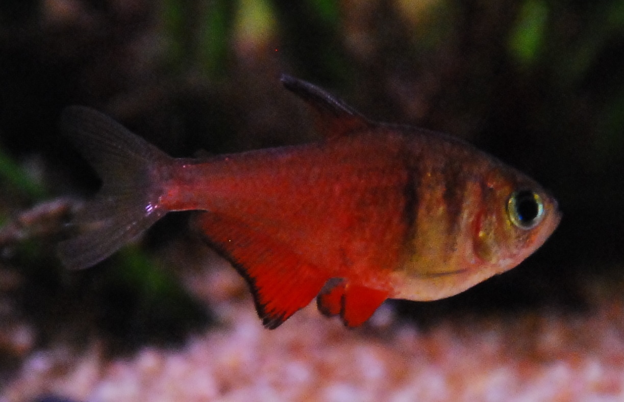Flame tetra (Hyphessobrycon flammeus) showing vibrant orange-red coloration