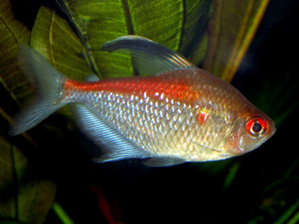 Flameback Bleeding Heart Tetra (Hyphessobrycon pyrrhonotus) showing red dorsal coloration in an aquarium