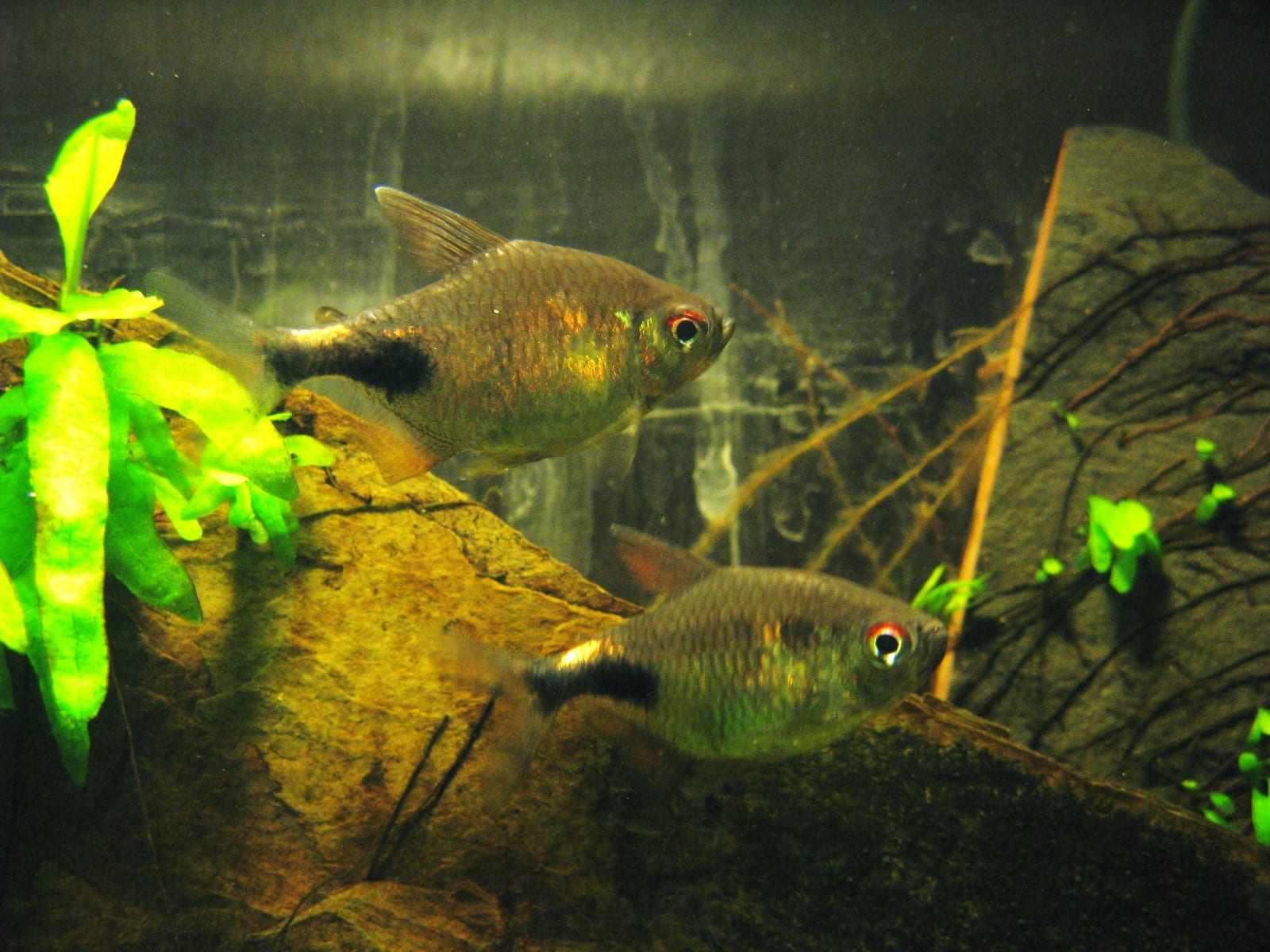 Garnet tetra (Hemigrammus pulcher) showing its distinctive dark wedge marking and coppery coloration