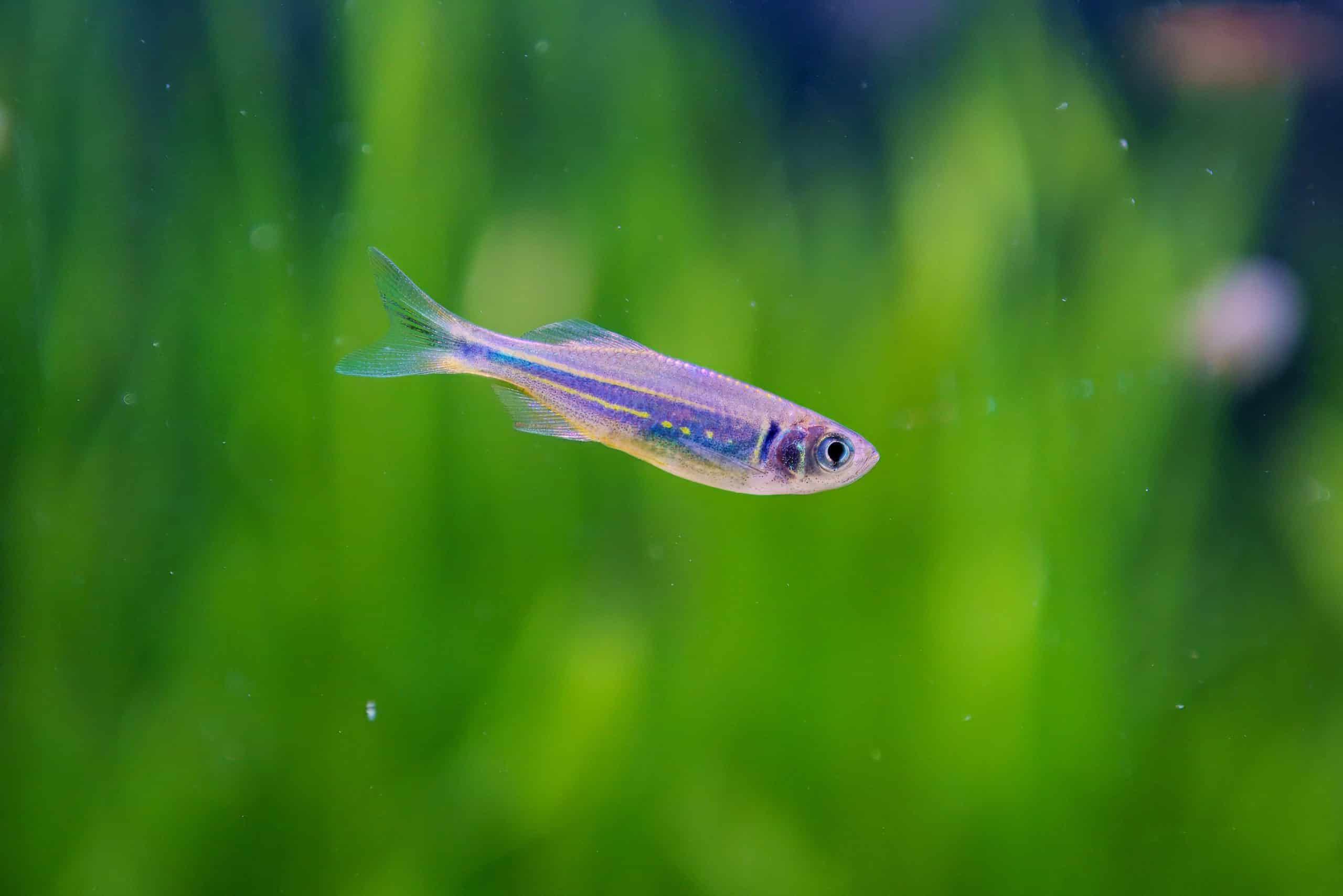 Giant danio (Devario malabaricus) in a planted aquarium showing blue lateral stripe