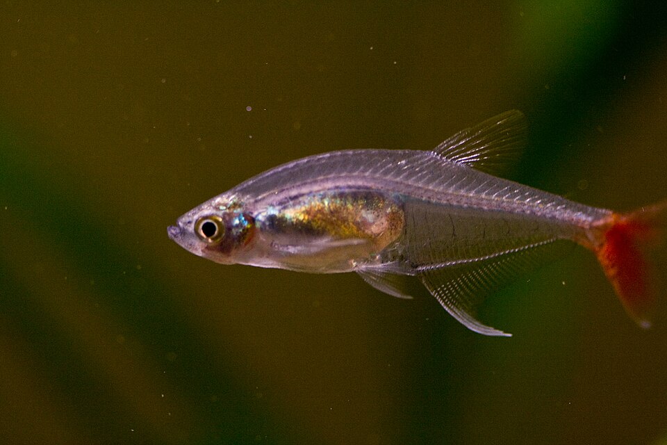 Glass bloodfin tetra (Prionobrama filigera) showing its transparent body and visible internal organs