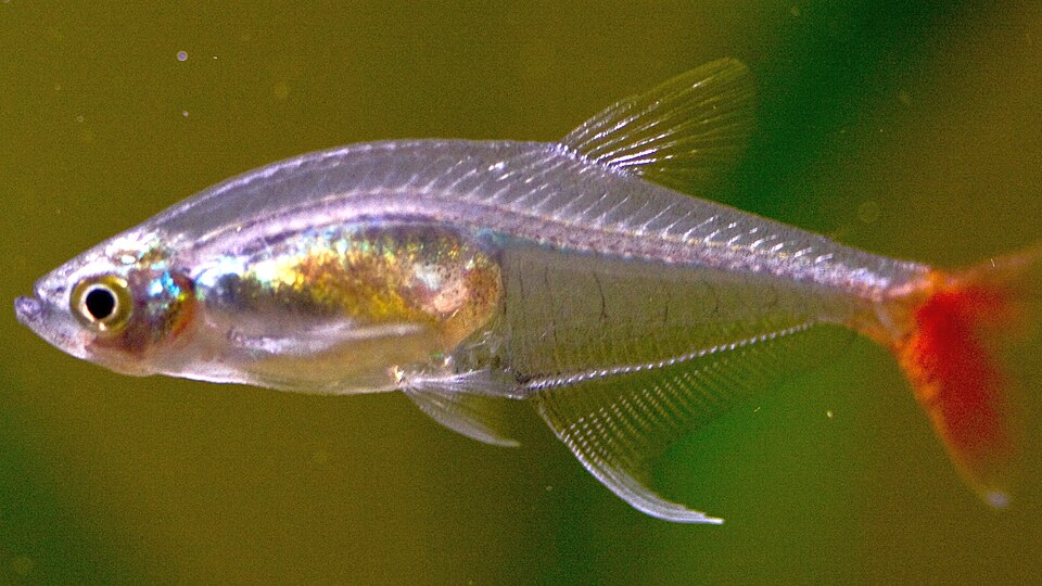 Glass bloodfin tetra showing the distinctive red caudal fin and elongated transparent body