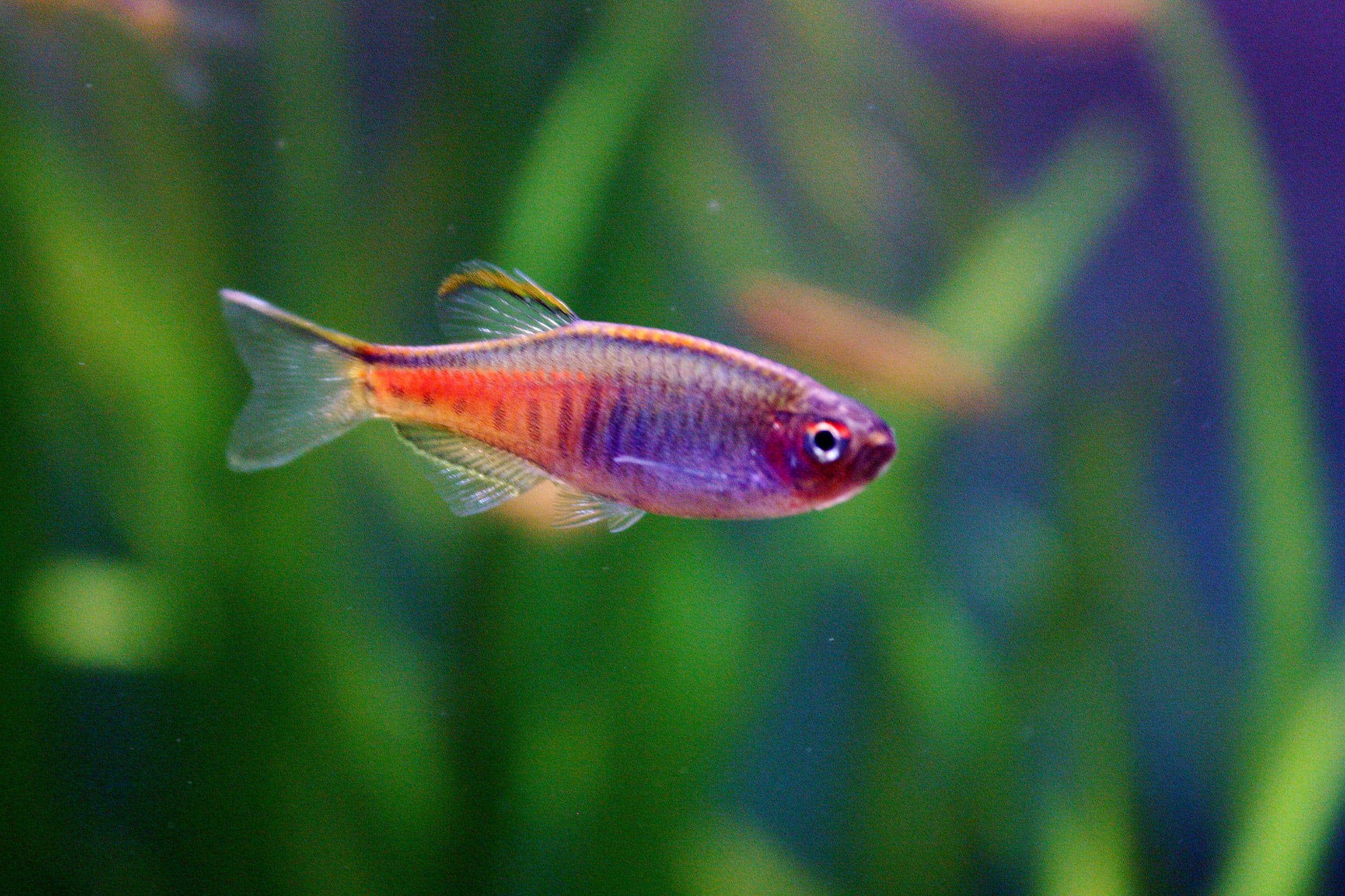 Glowlight danio (Celestichthys choprae) in planted aquarium