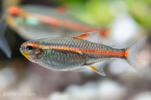 Glowlight tetra (Hemigrammus erythrozonus) showing the glowing orange-red lateral stripe