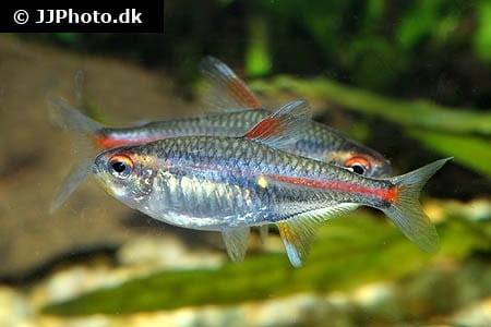 School of glowlight tetras (Hemigrammus erythrozonus) in a planted aquarium showing their characteristic orange-red iridescent stripe