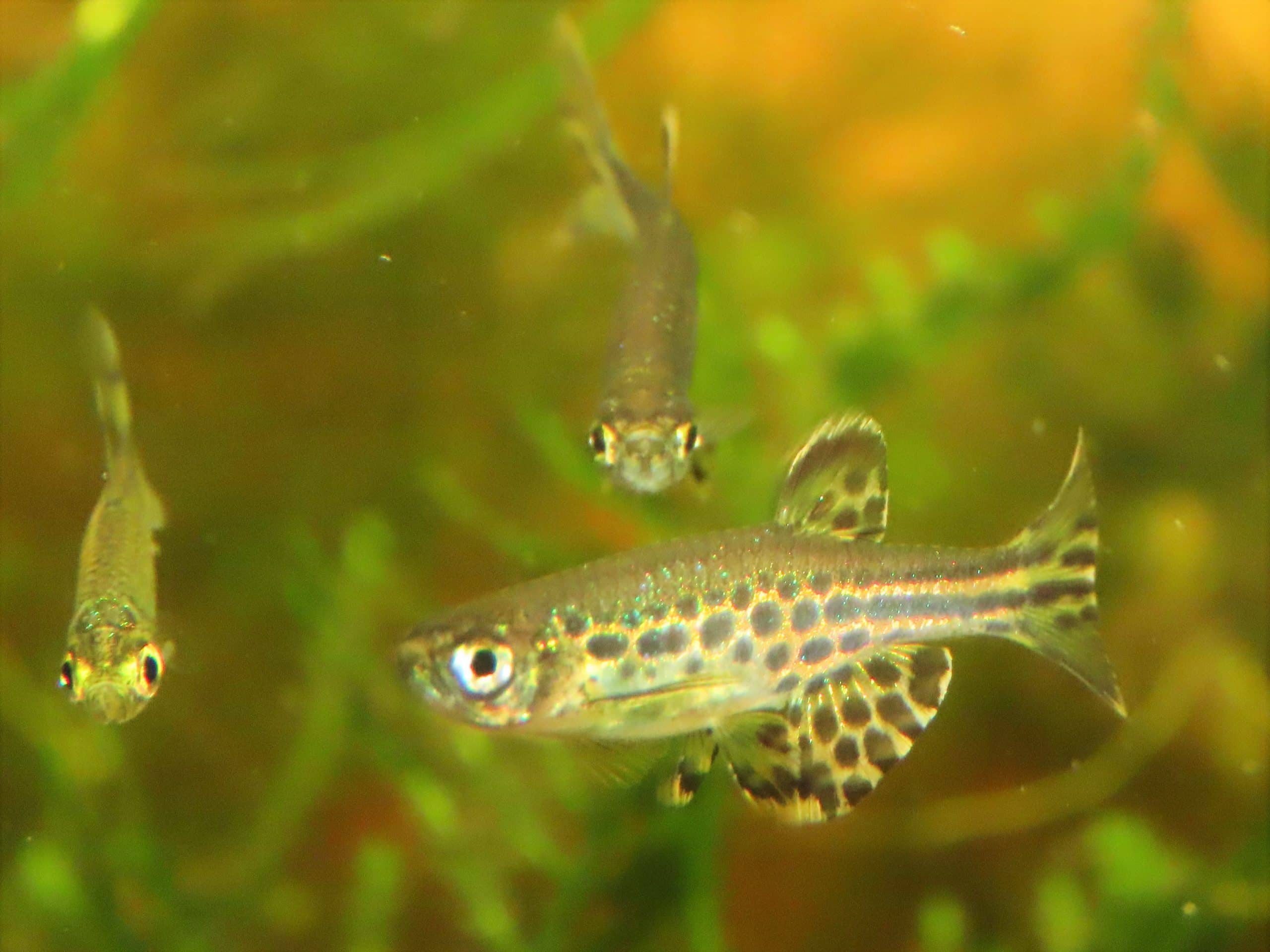 Gold ring danio (Danio tinwini) showing spotted pattern