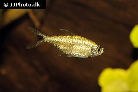 Gold tetra (Hemigrammus rodwayi) displaying the metallic gold coloration