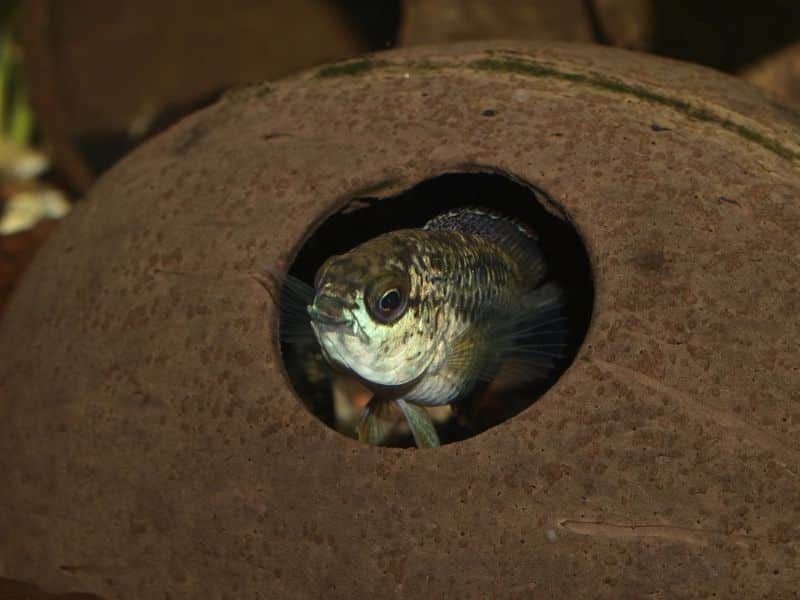 Golden dwarf cichlid (Nannacara anomala) male in an aquarium