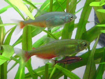 Green Fire Tetras (Aphyocharax rathbuni) showing iridescent green and red coloration in a planted aquarium