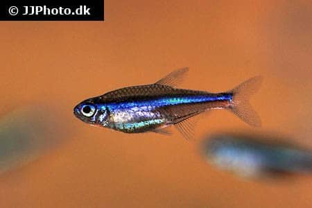 Green neon tetra (Paracheirodon simulans) showing the turquoise-blue lateral stripe