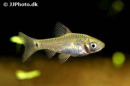 Greenstripe Barb - Puntius vittatus