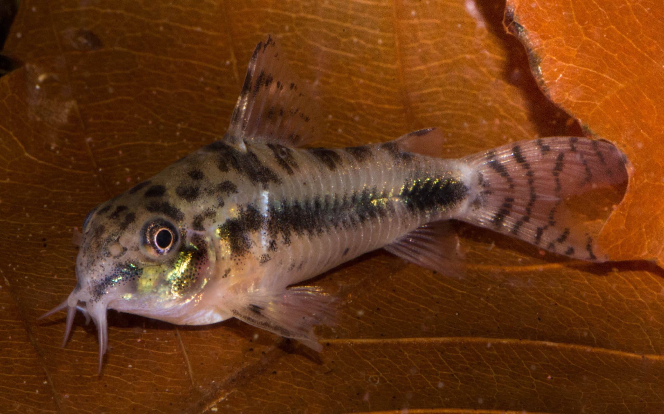 Habrosus cory catfish resting on a green leaf showing its salt and pepper speckled pattern