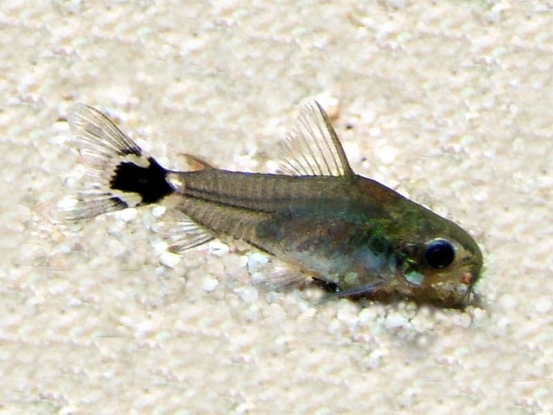 Hastatus cory (Corydoras hastatus) showing distinctive tail spot marking
