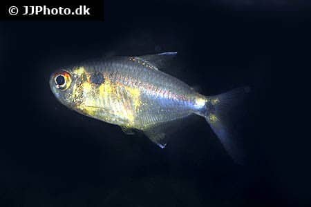 Head and tail light tetra (Hemigrammus ocellifer) showing its distinctive copper eye spot and tail spot in a freshwater aquarium