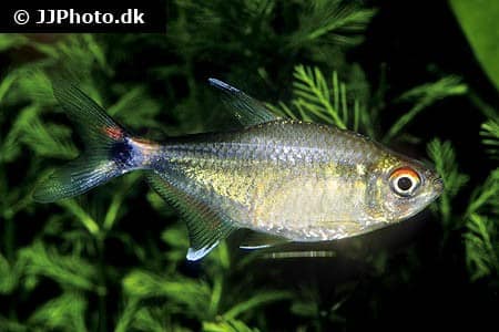 Head and tail light tetra swimming in a planted aquarium showing translucent body and reflective spots