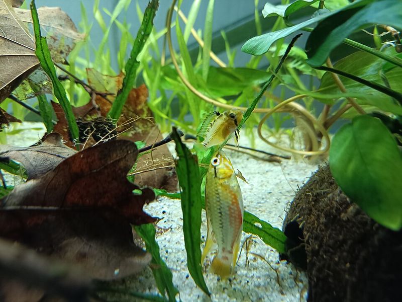 Hongsloi apisto (Apistogramma hongsloi) pair during courtship