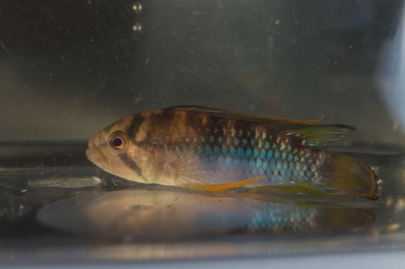 Inka apisto (Apistogramma baenschi) in an aquarium