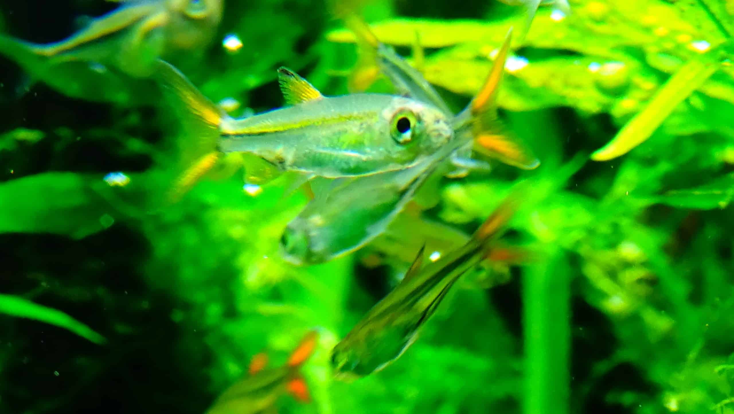 Jelly bean tetra showing its translucent amber body and delicate finnage