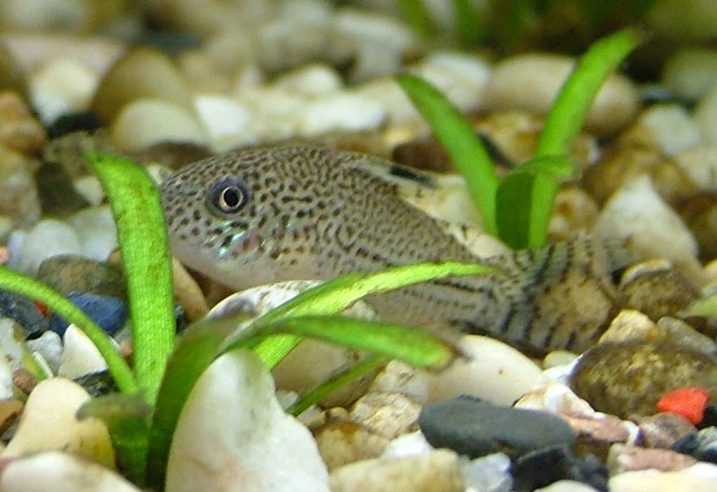 Julii cory catfish (Corydoras julii) showing isolated spot pattern
