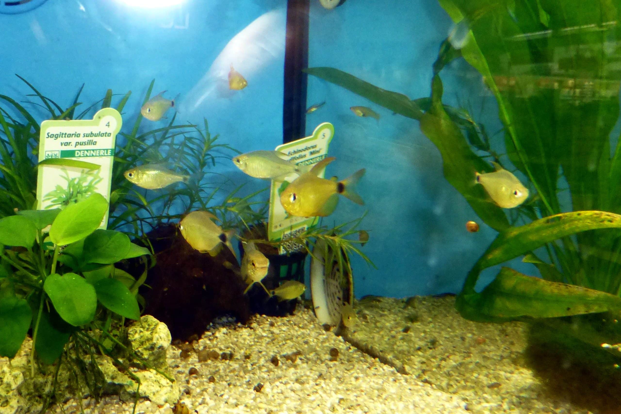 Kitty Tetras (Hyphessobrycon heliacus) in an aquarium. Photo by Haplochromis, CC BY-SA 3.0