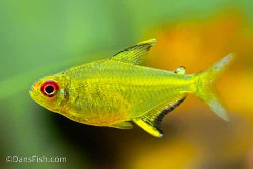 Lemon tetra swimming in a planted aquarium