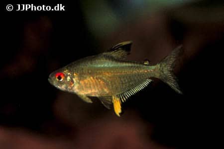 Lemon tetra (Hyphessobrycon pulchripinnis) showing translucent body with yellow fins and red eye