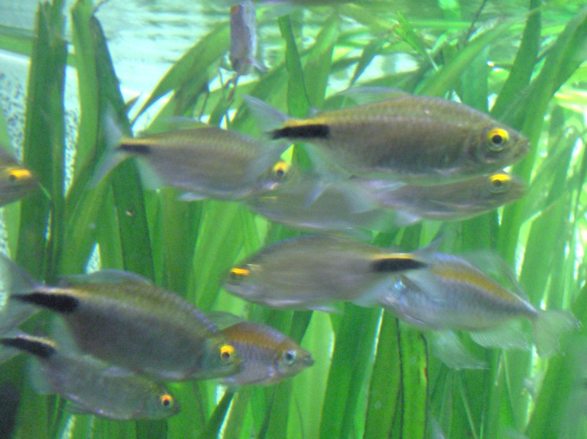 Long-finned African tetra showing the elongated dorsal fin characteristic of mature males