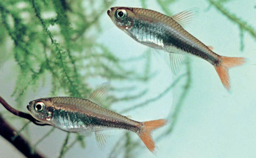 Loreto Tetras (Hyphessobrycon loretoensis) pair showing orange-tipped fins in an aquarium