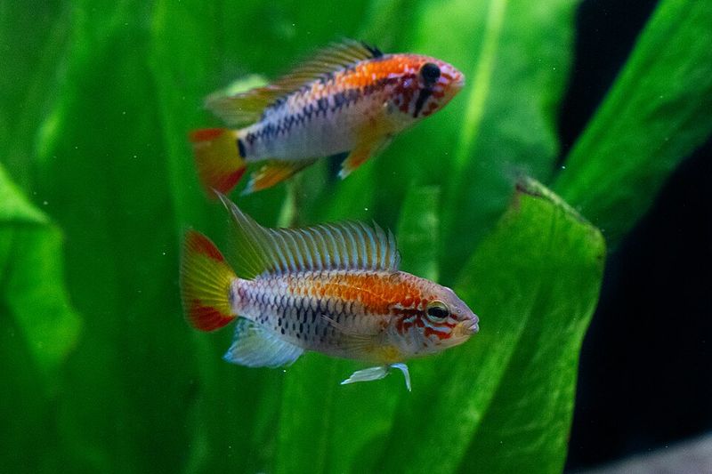 Macmaster's dwarf cichlid (Apistogramma macmasteri) in an aquarium