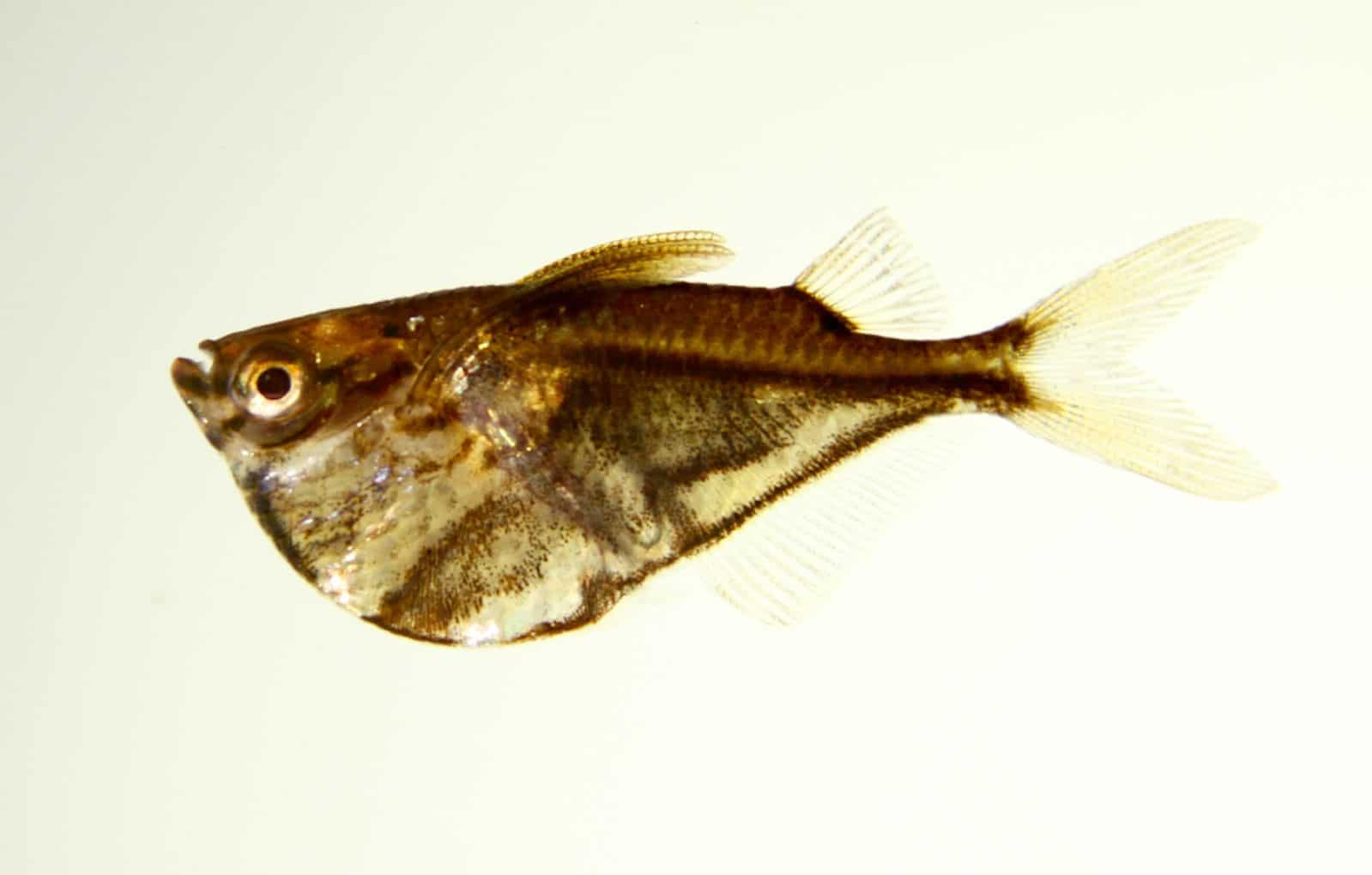 Marble hatchetfish (Carnegiella strigata) showing the distinctive deep keel-shaped body